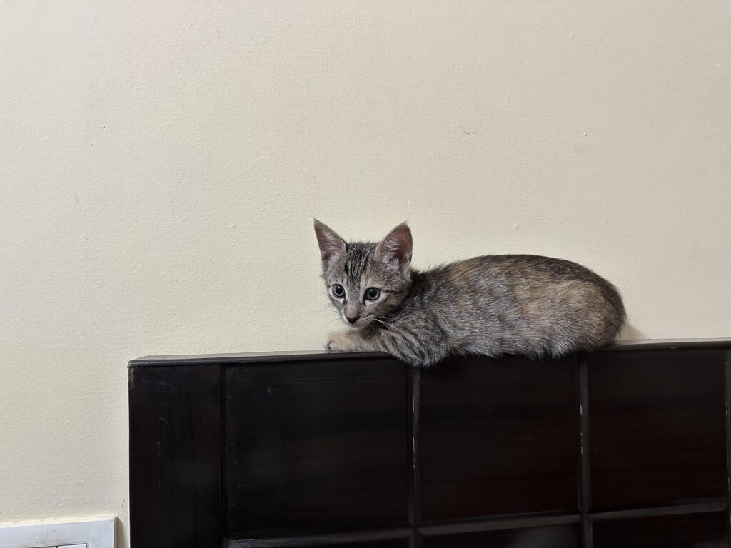 Looking for Love? Kiki is Here 💕