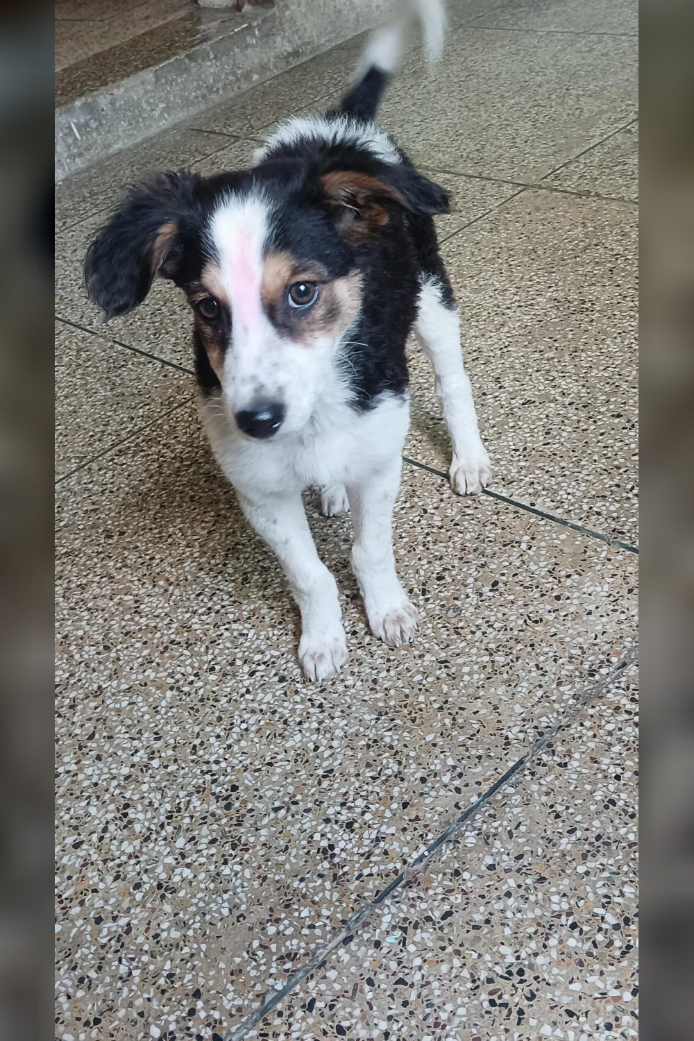 Six 3.5-month-old dogs for adoption — Prayagraj