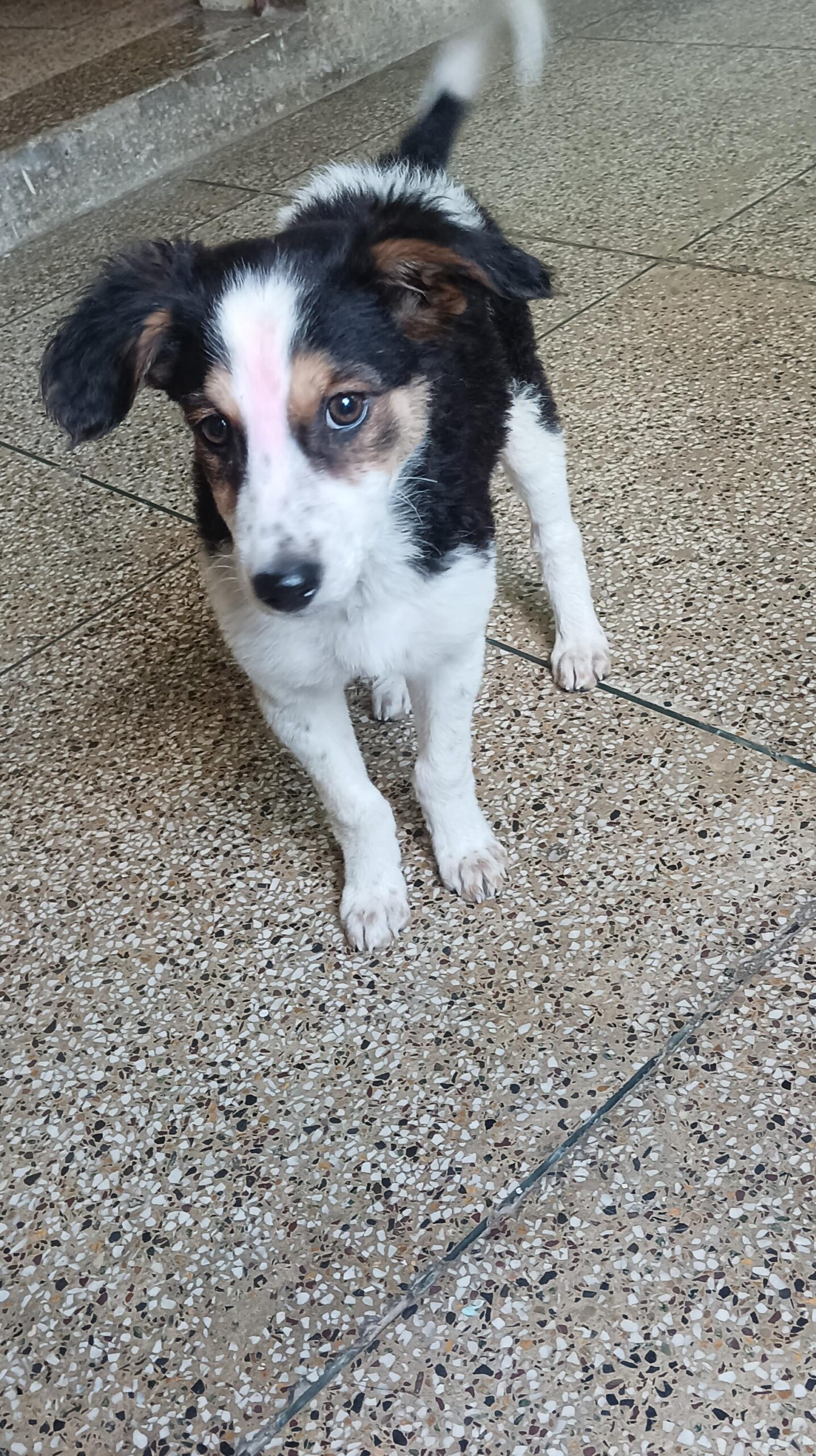 Urgent Adoption Appeal