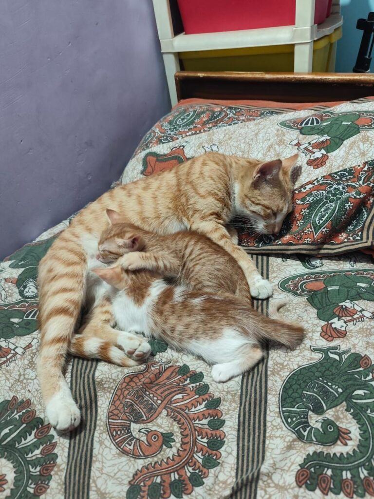 Two kittens for adoption in East Delhi