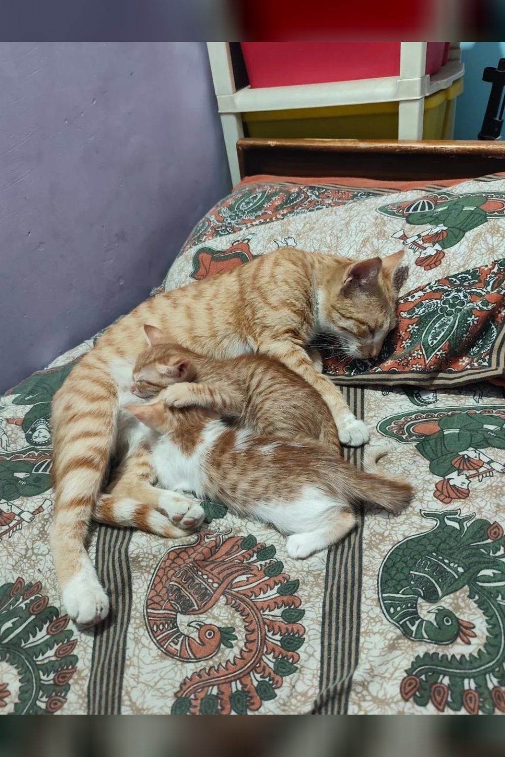 Two kittens for adoption in East Delhi