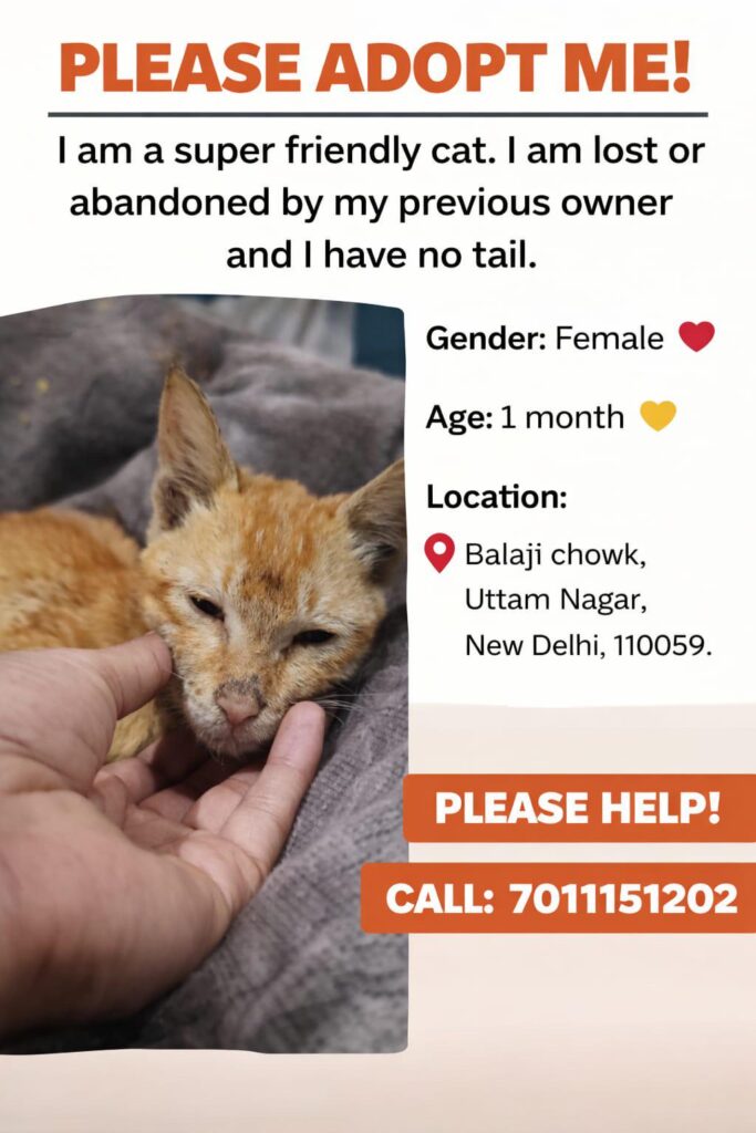 Delhi cat adoption