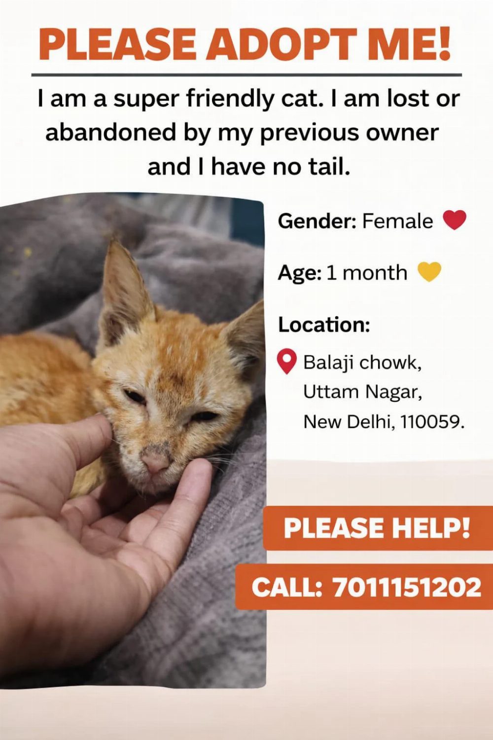 Delhi cat adoption