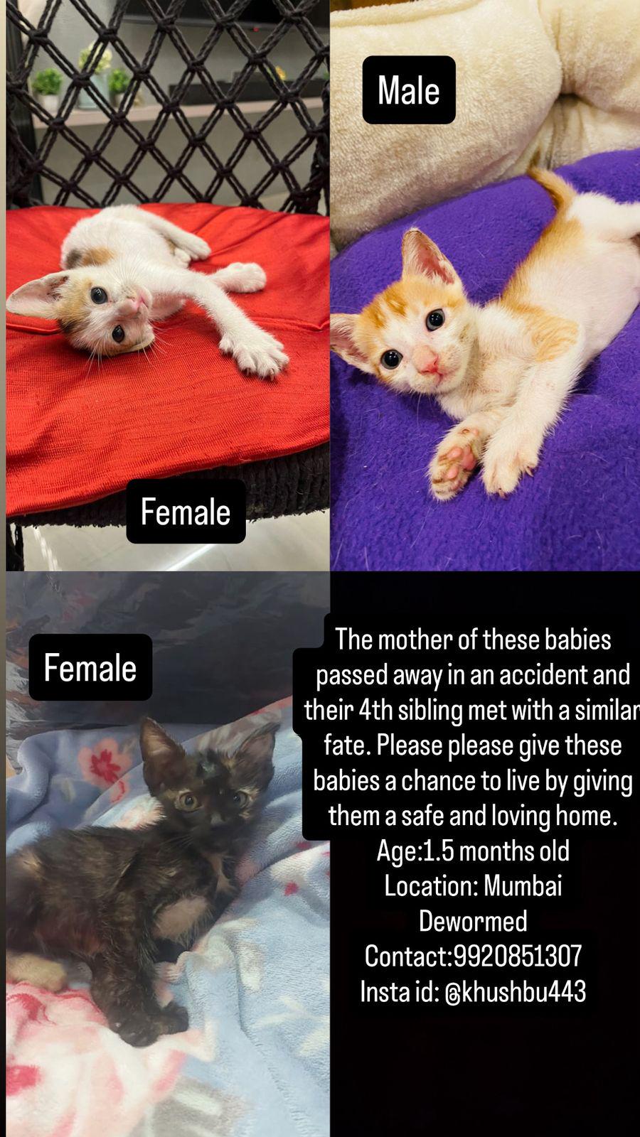 Please adopt these kittens. It's urgent