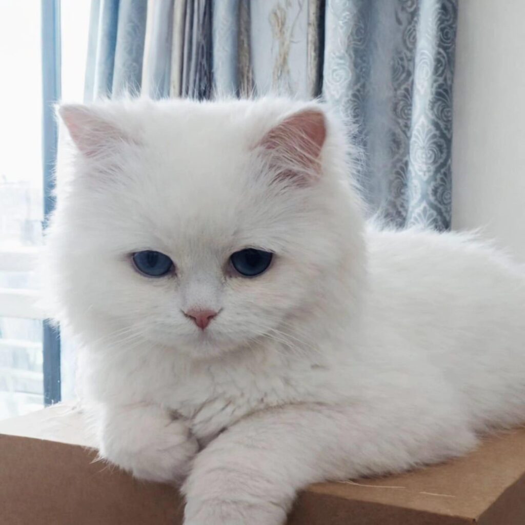 Adoption appeal