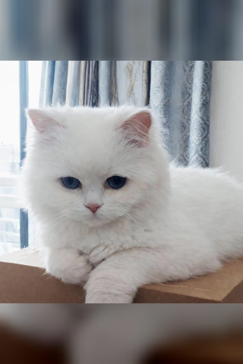 6-month-old male Persian cat for adoption in Delhi NCR