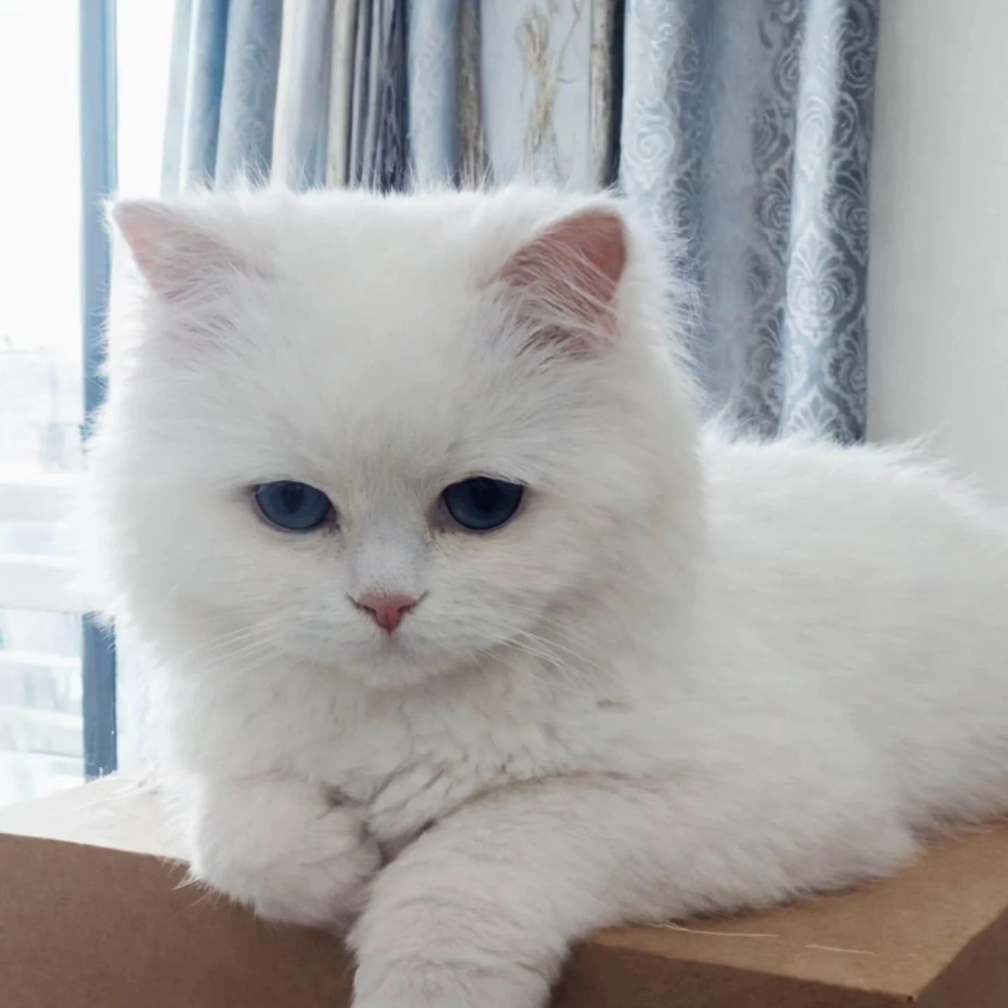 6-month-old male Persian cat for adoption in Delhi NCR