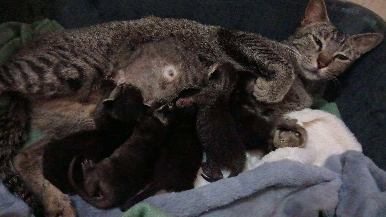 Baby BonBons