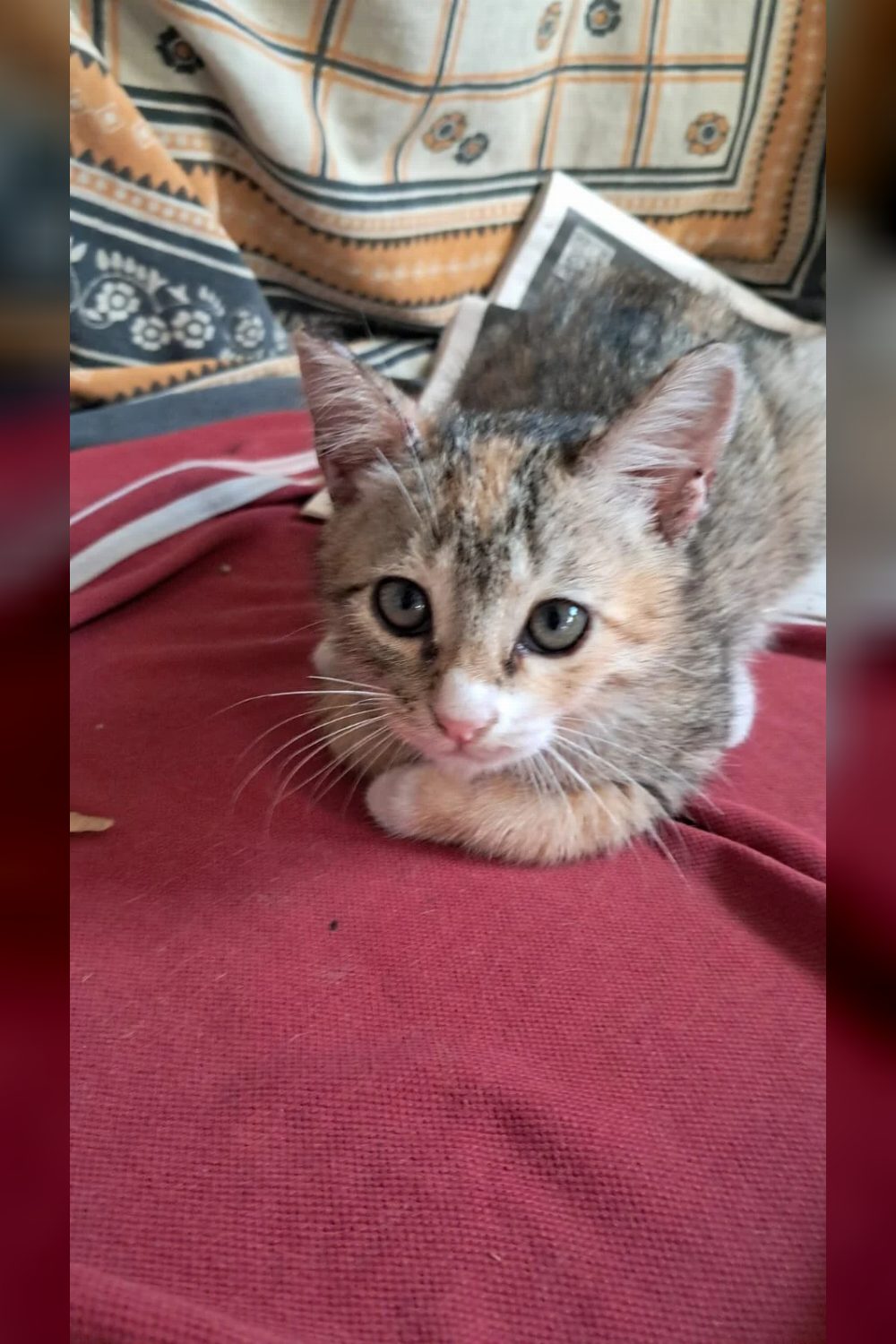 Milli, an 11-month-old cat for adoption — Bengaluru