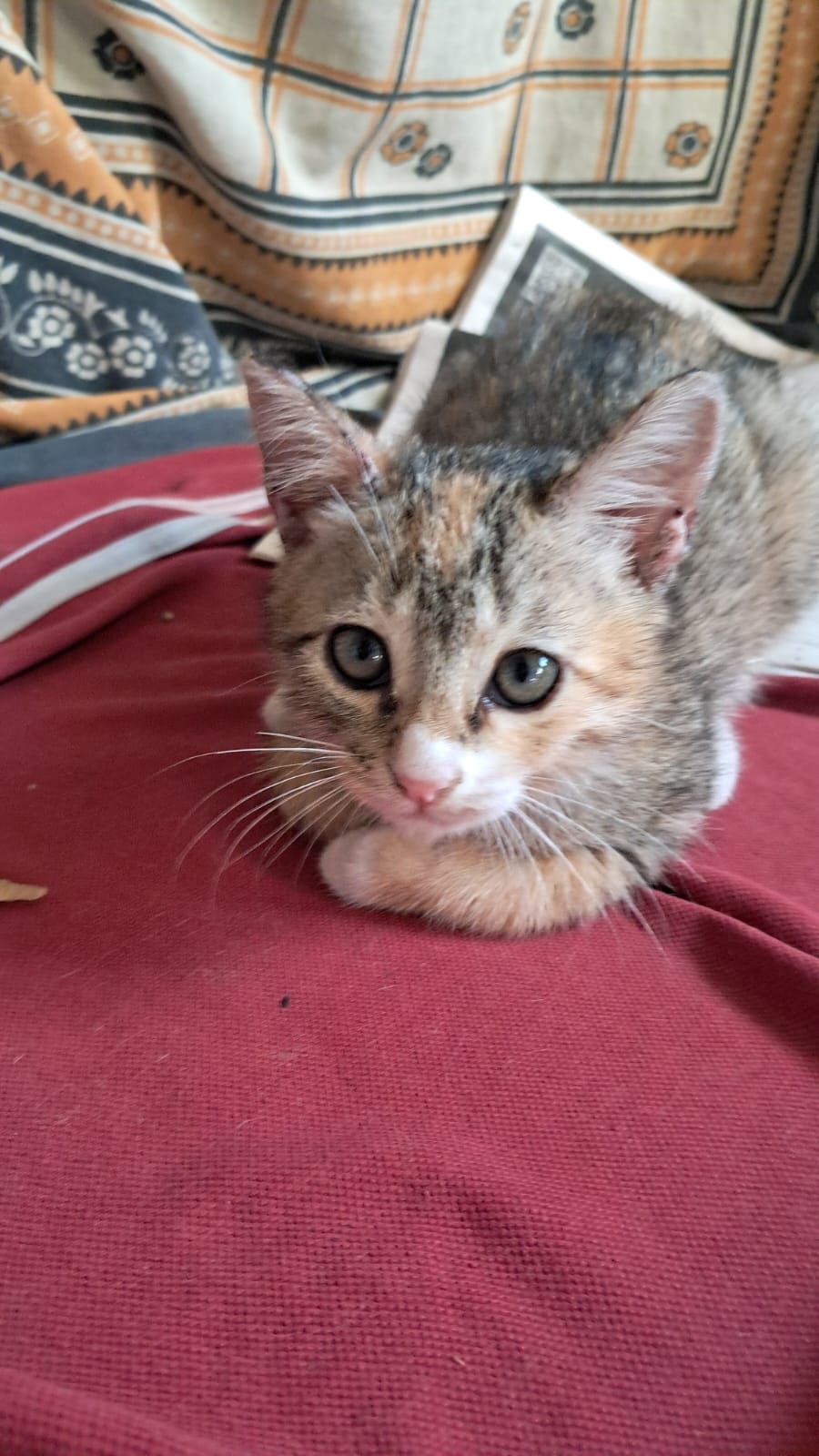 Adoption Appeal for Milli and Maggie - HSR Layout, Bengaluru