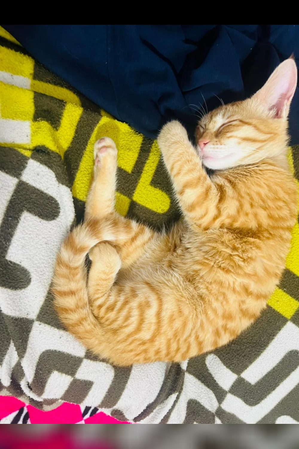 4-month-old male kitten for adoption — Delhi NCR