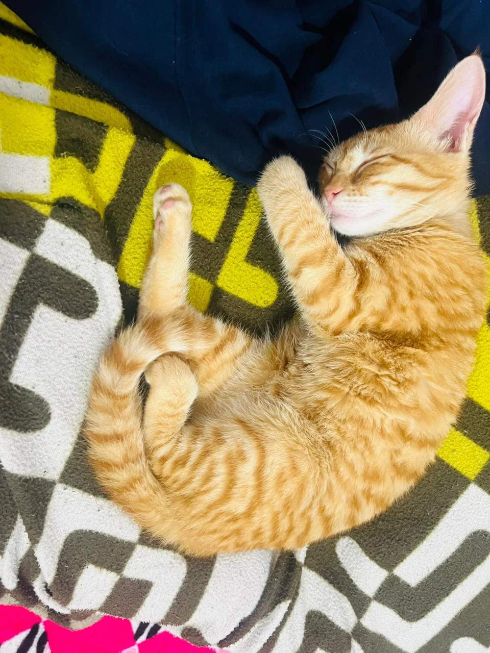4-month-old male kitten for adoption — Delhi NCR