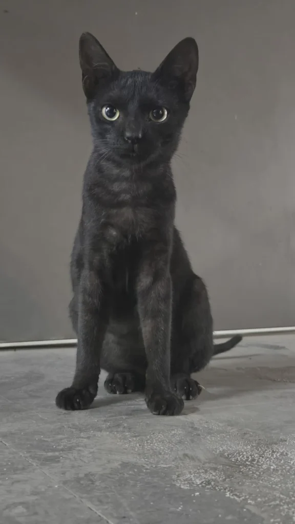 Urgent Adoption Appeal for Fury 6-month-old affectionate cat in Ulwe, Navi Mumbai