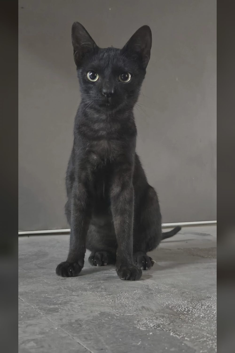 Fury, a 6-month-old cat for adoption — Navi Mumbai