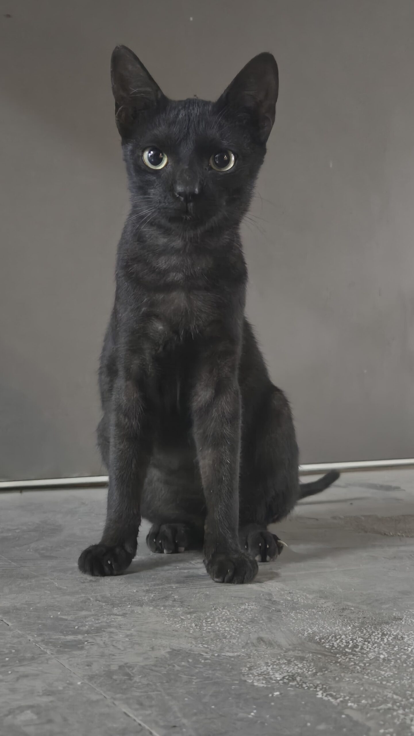 Urgent Adoption Appeal for Fury 6-month-old affectionate cat in Ulwe, Navi Mumbai