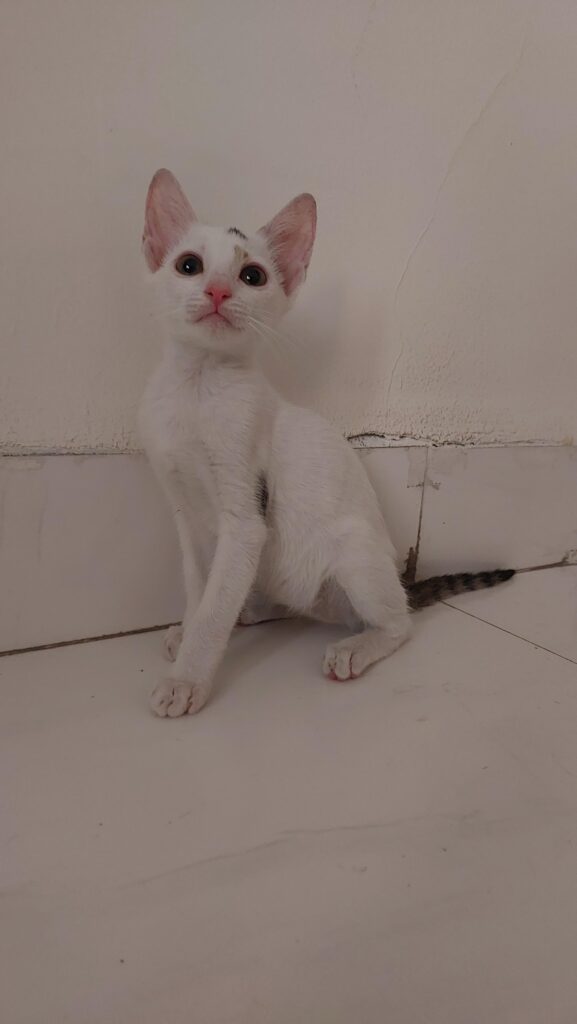 Mimi & Momo @ Thane, Maharashtra ❤️