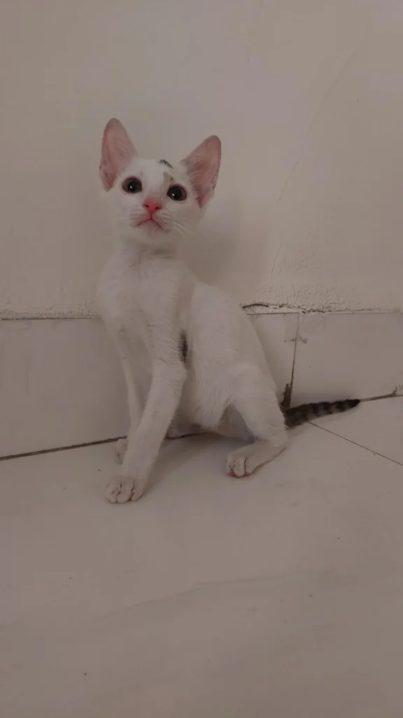 Mimi & Momo @ Thane, Maharashtra ❤️
