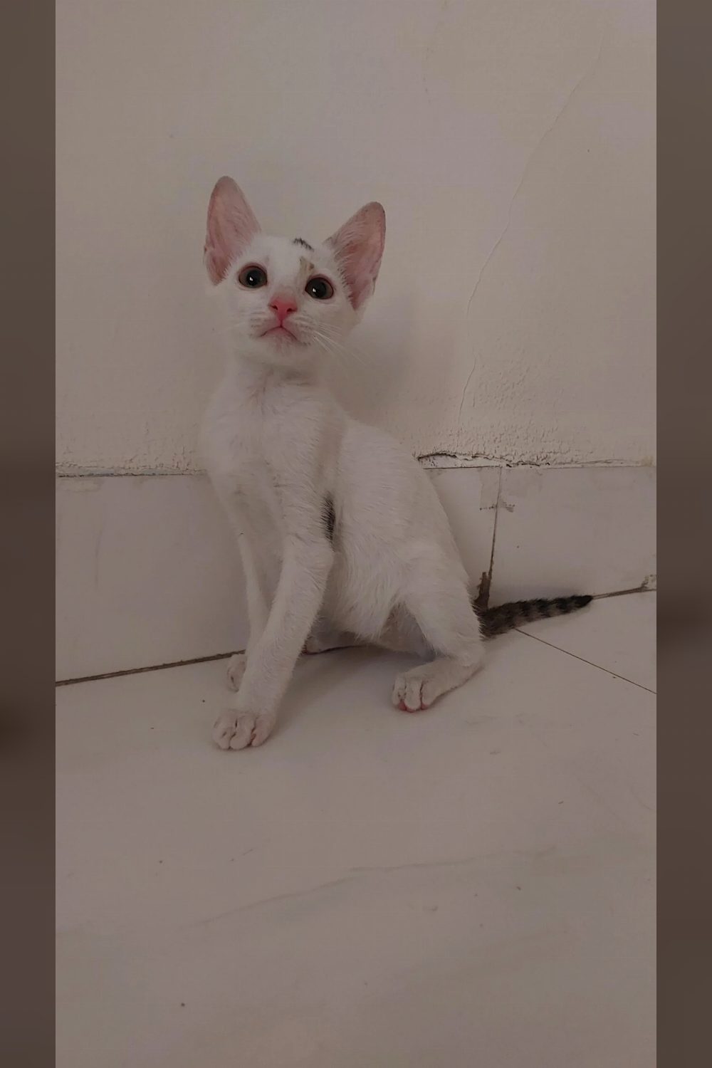 Mimi & Momo @ Thane, Maharashtra ❤️ — Mumbai