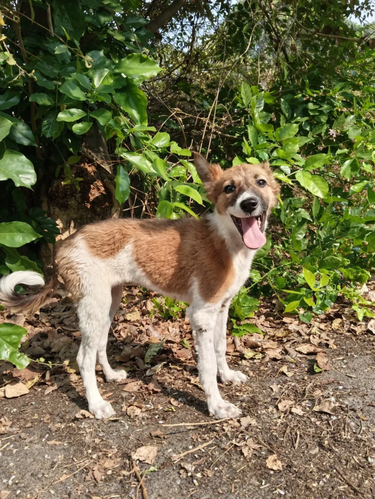 Browny, a three-month-old rescued puppy who recovered from a broken leg, up for adoption in Bengaluru
