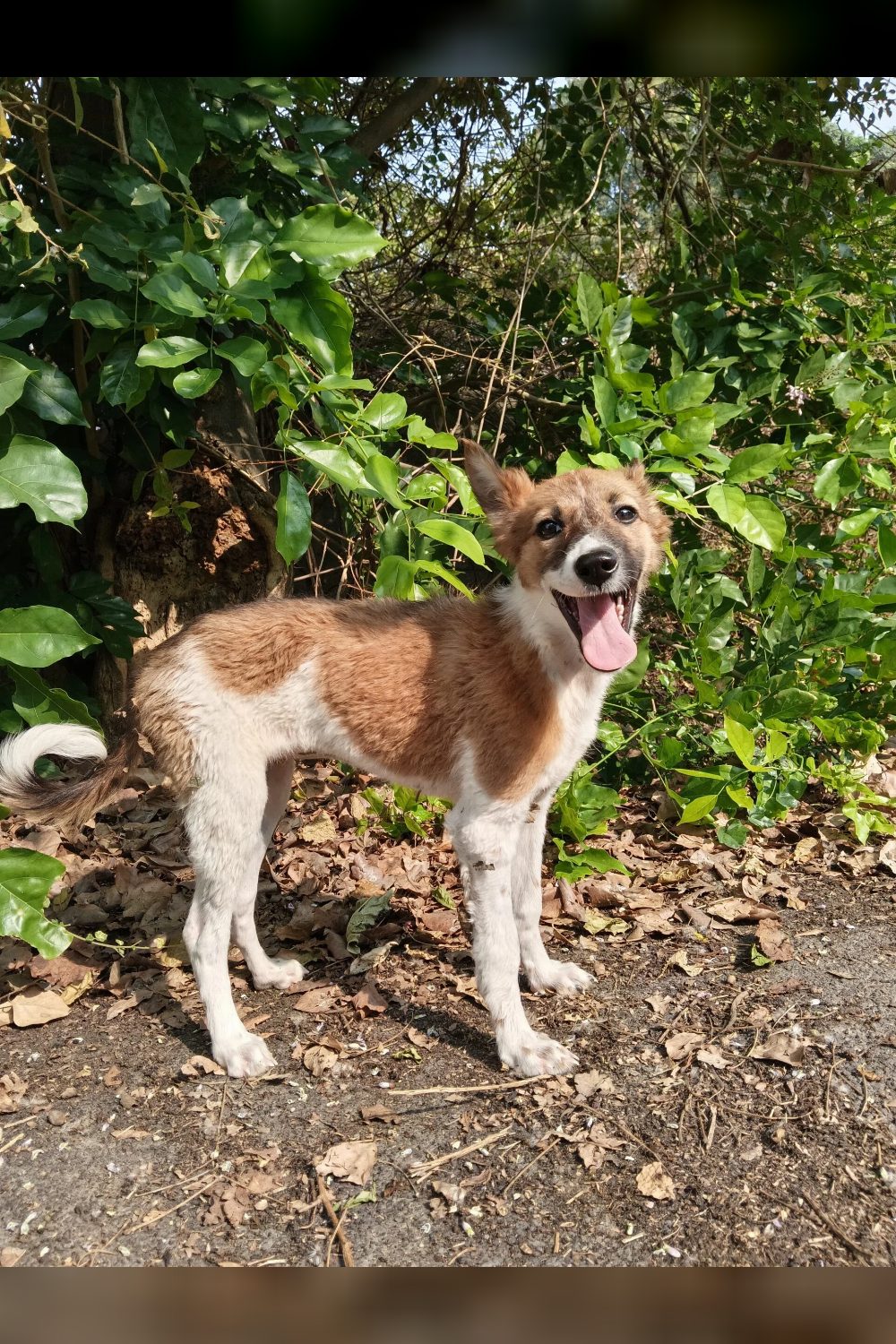 Take Browny Home — Bengaluru