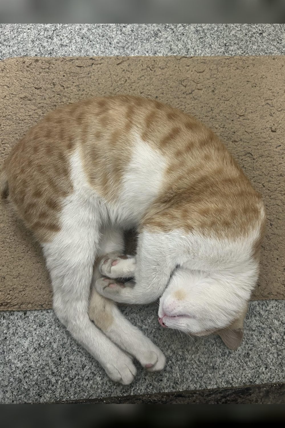 Chuppa up for adoption blore — Bengaluru