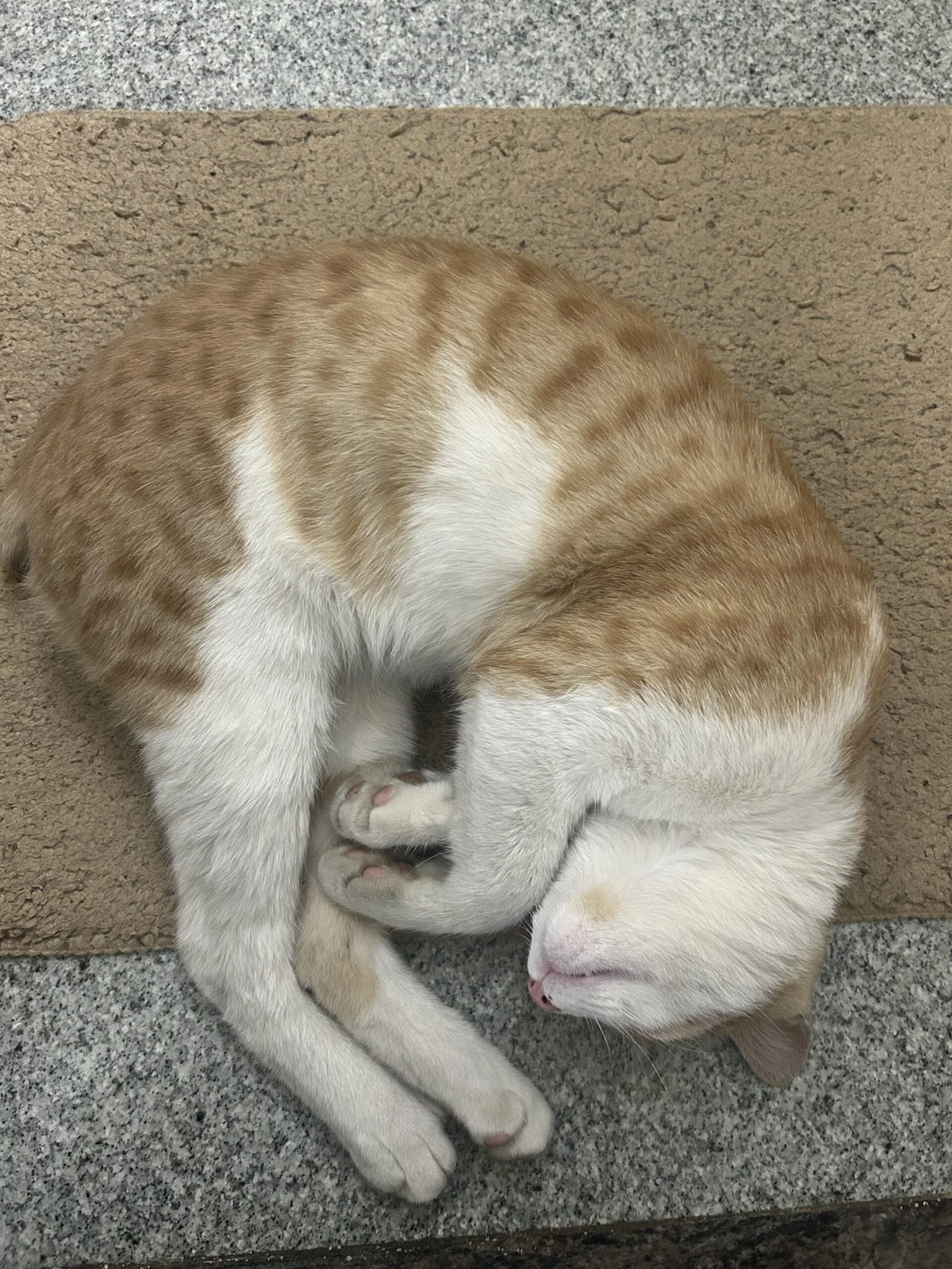 Chuppa up for adoption blore — Bengaluru