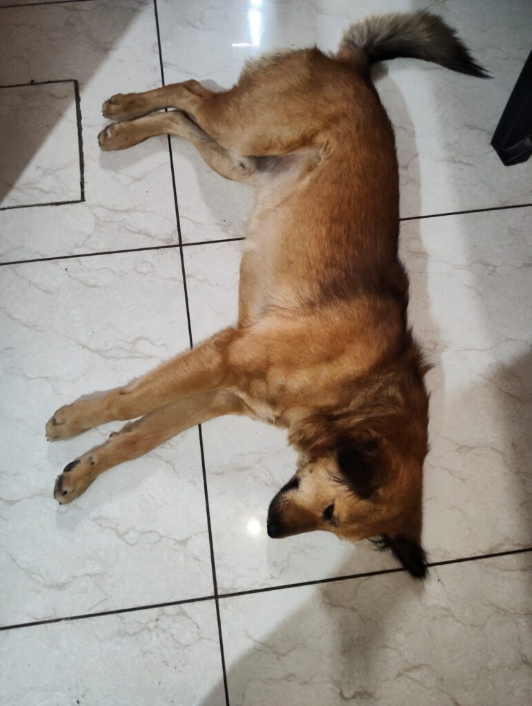 Sweet Abandoned Dog Searching for a Forever Home