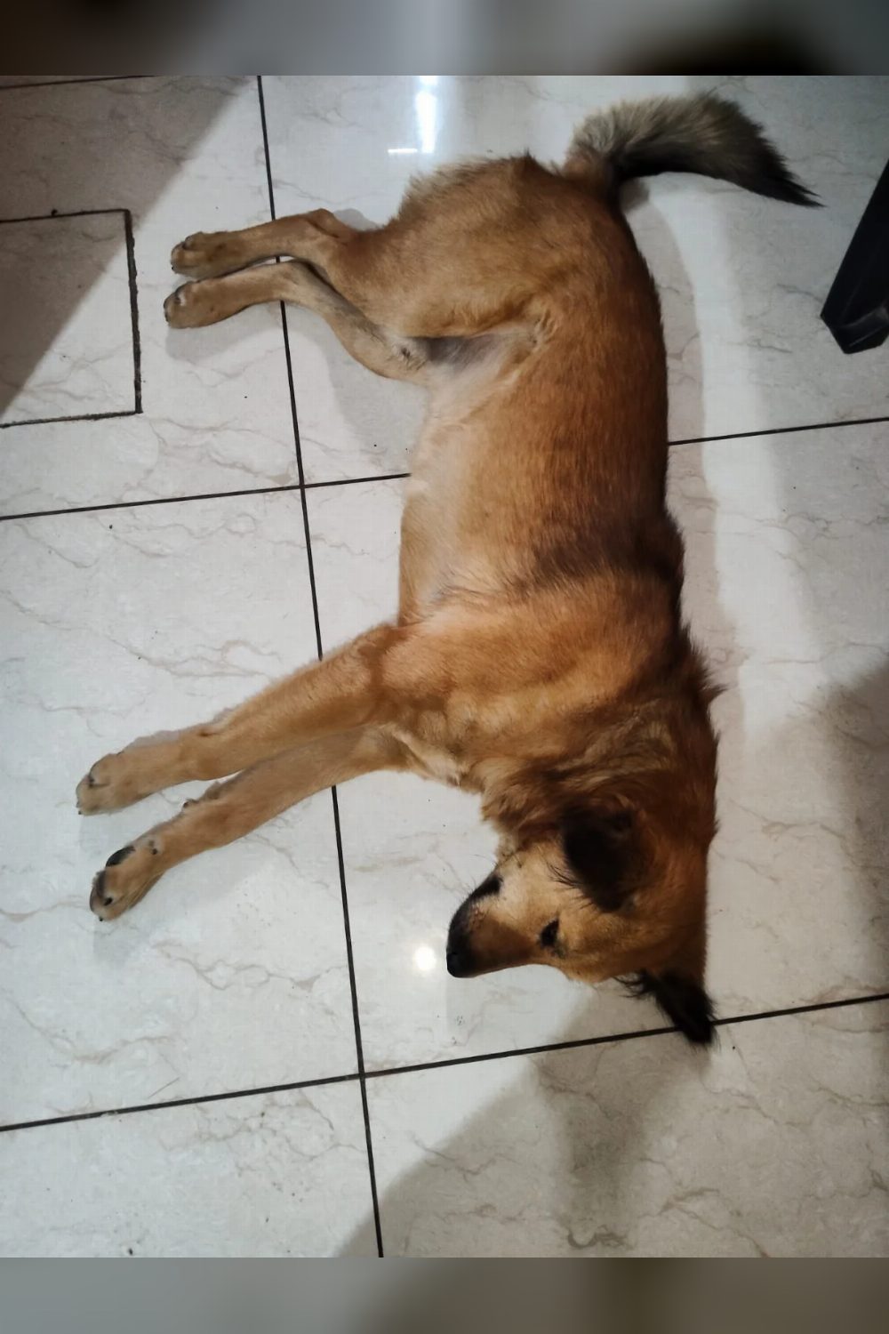 Sweet Abandoned Dog Searching for a Forever Home — Modinagar