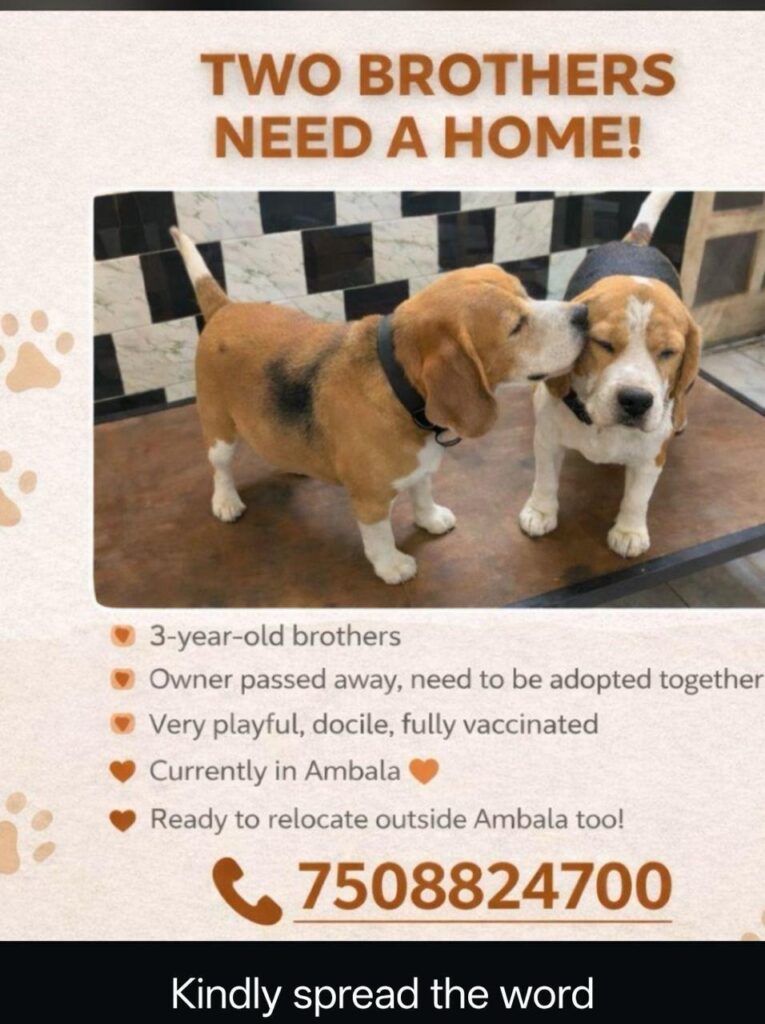 Ambala adoption