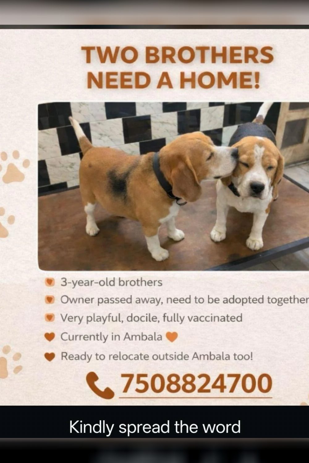 Ambala adoption