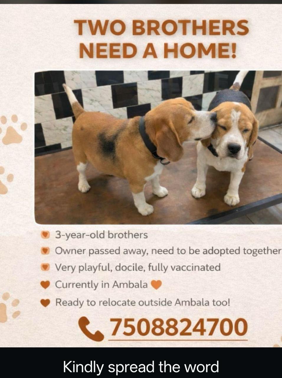 Ambala adoption