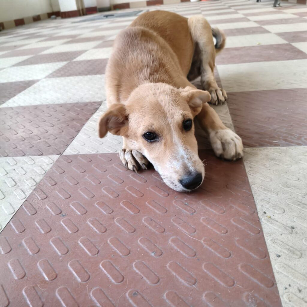 Urgent adoption Bella