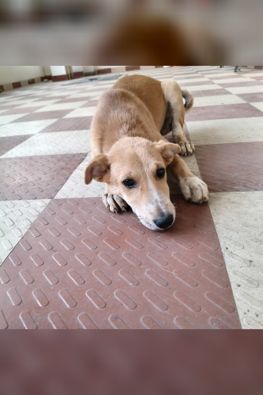 Bella, a 4-month-old female indie for adoption — Bengaluru