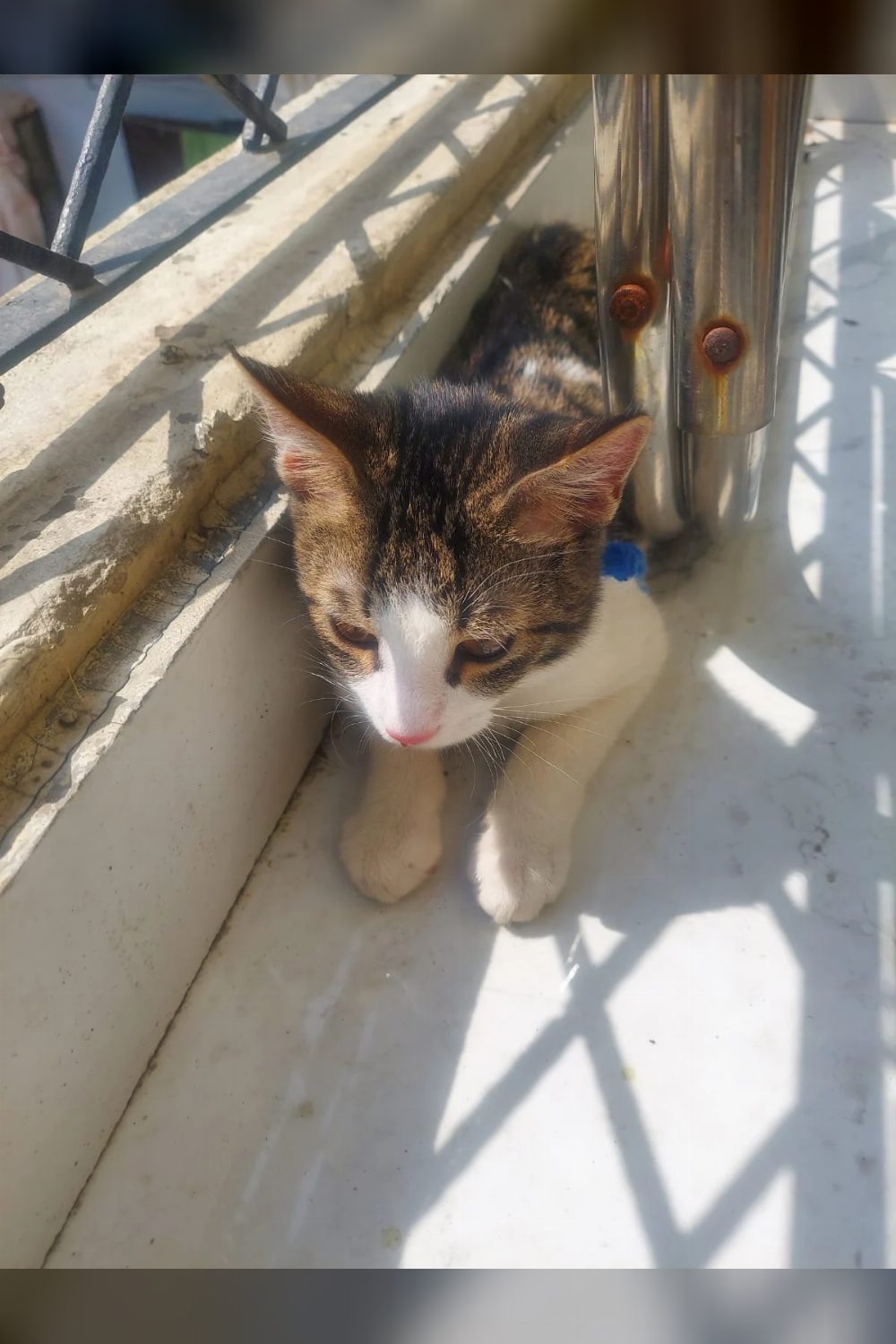 4.5-month-old indie for adoption — Delhi NCR