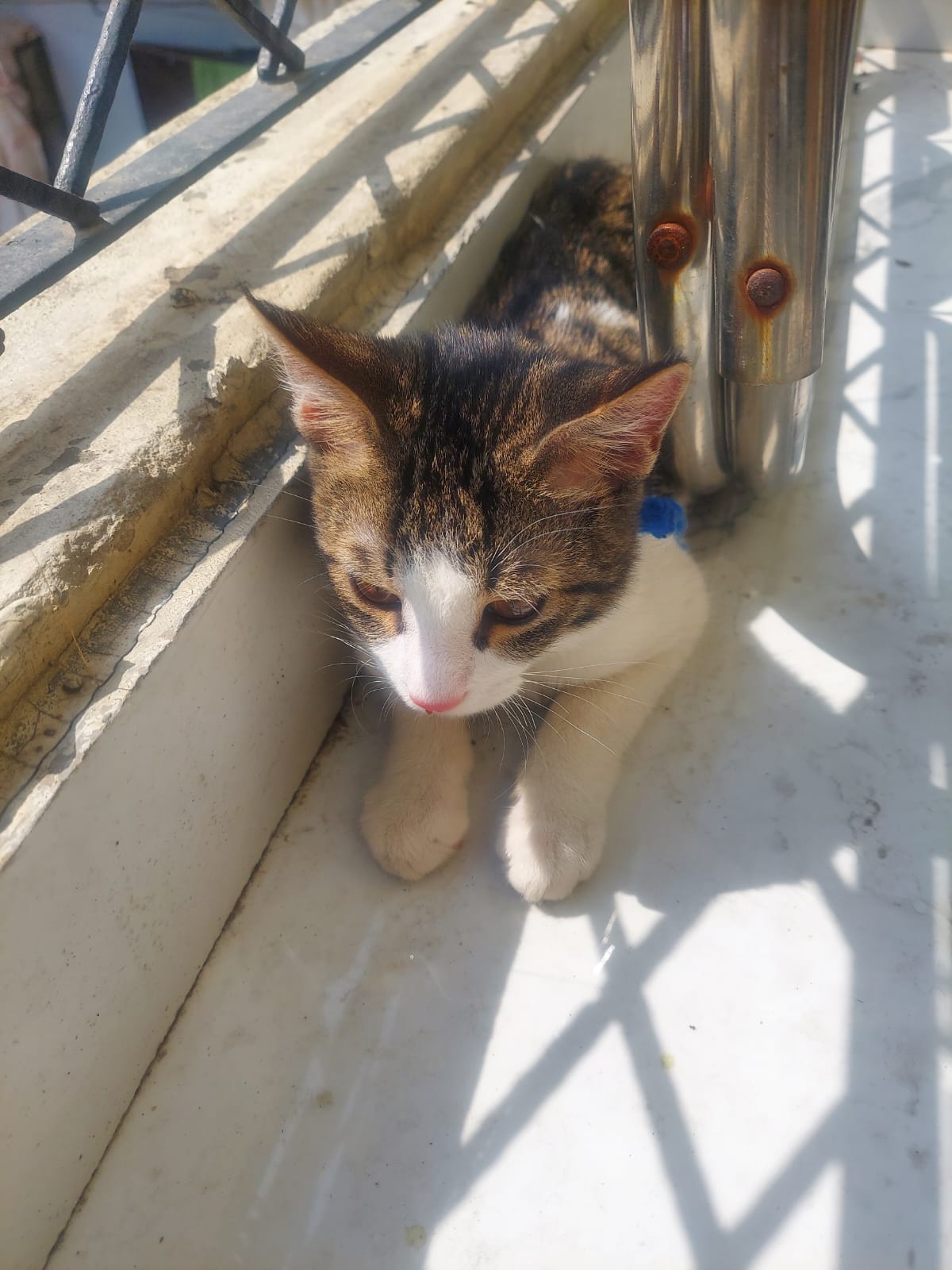 Cat adoption