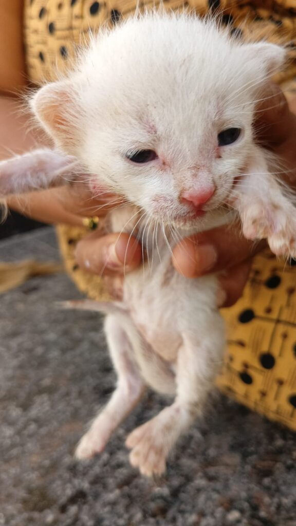 Cat adoption (urgent), banglore-kothnur