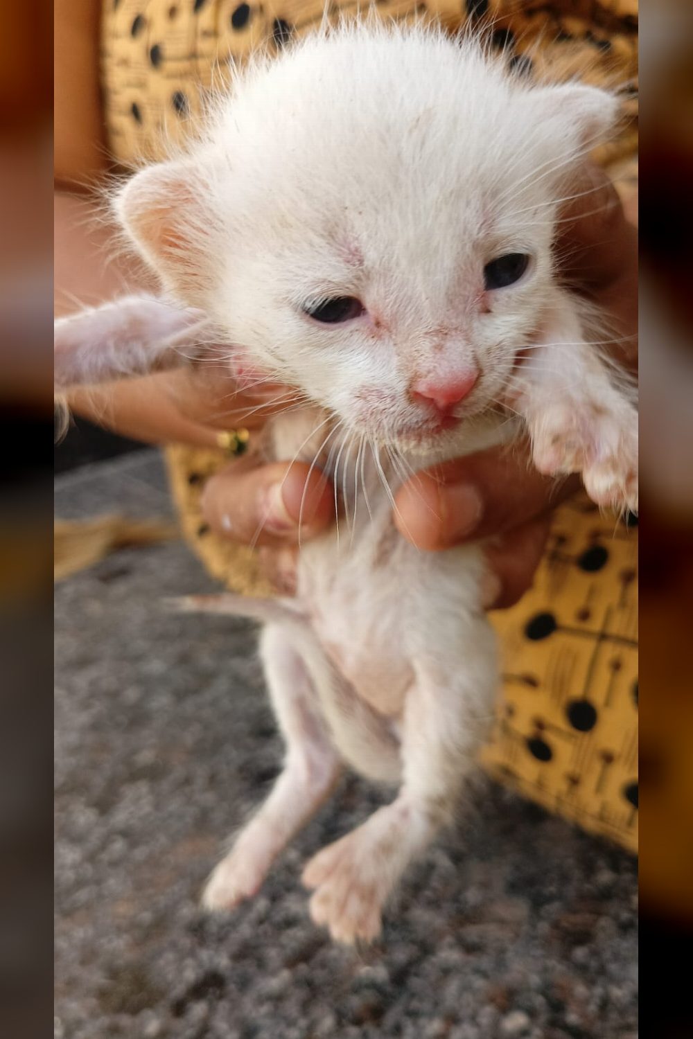 Cat adoption (urgent), Bengaluru-kothnur