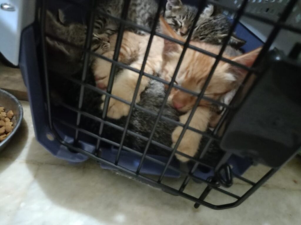 Kittens for Adoption: Valentine’s Babies (Delhi NCR)