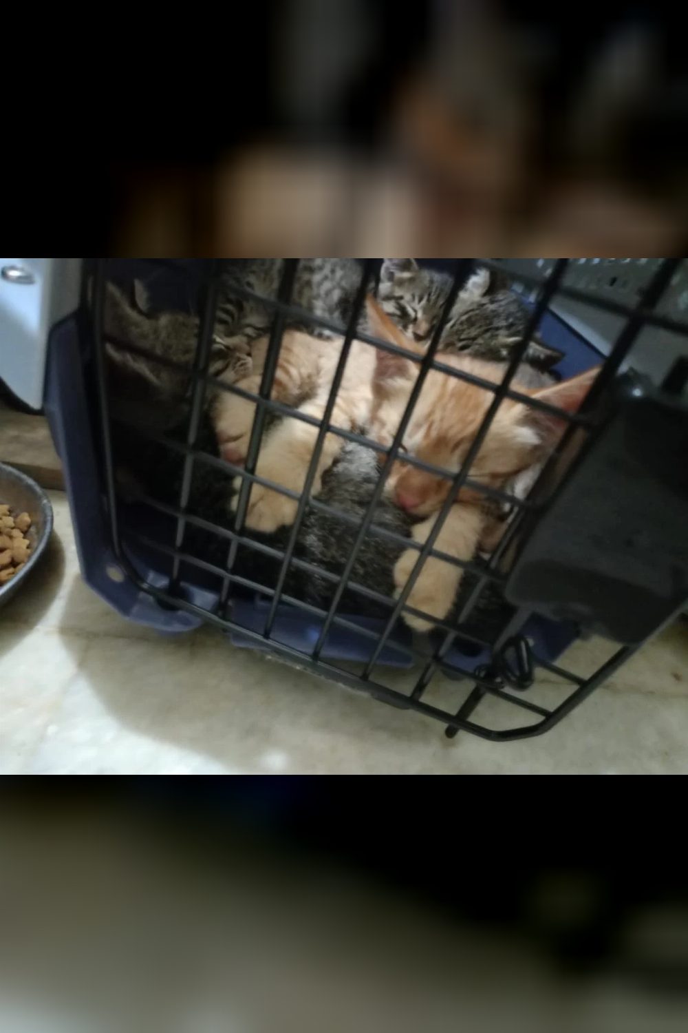 8-week-old kitten for adoption in southwest Delhi