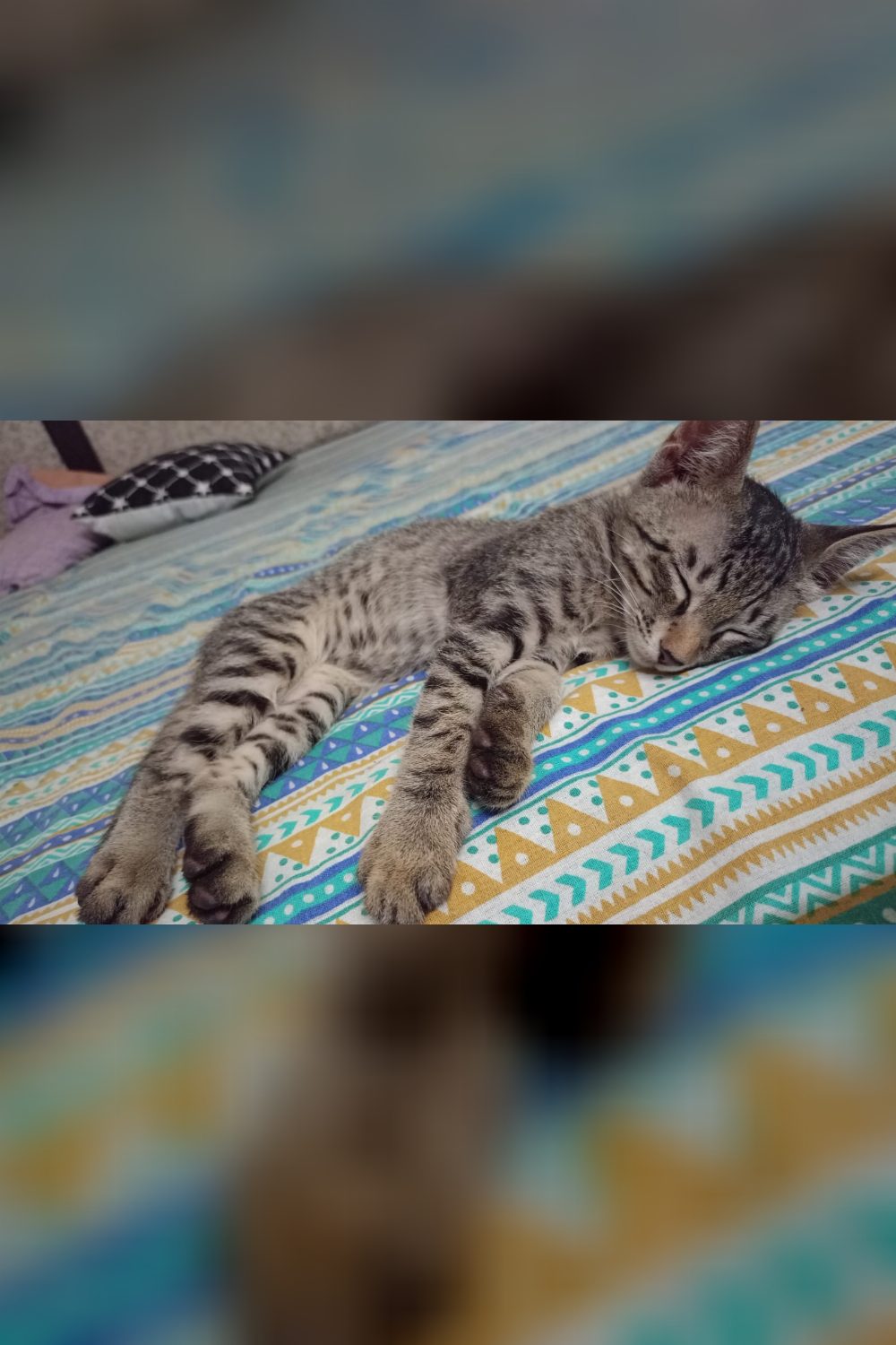 Only ONE Kitten Left! MJ is ready for his forever home (Delhi NCR) — Final Update