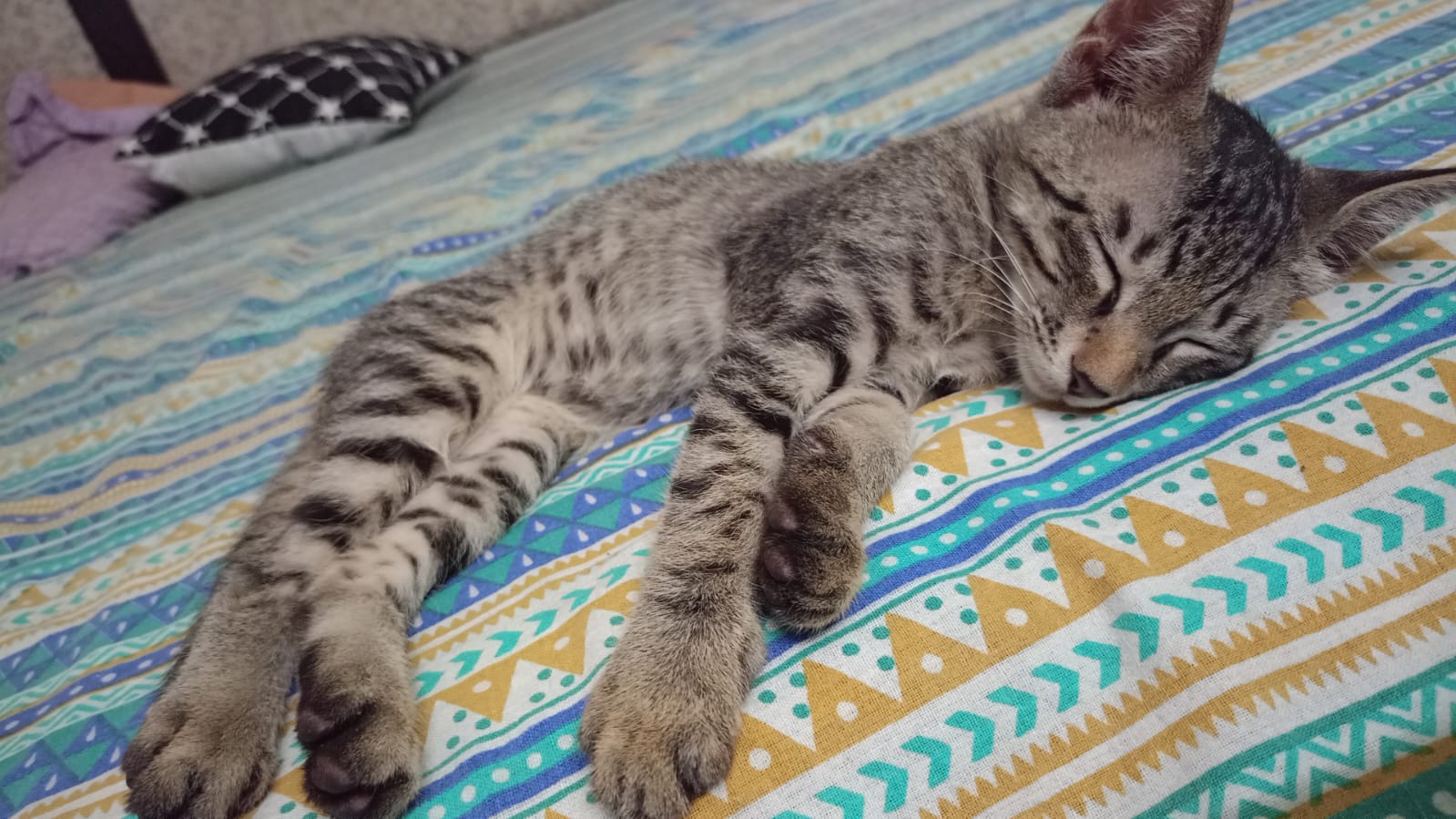 Only ONE Kitten Left! MJ is ready for his forever home (Delhi NCR)