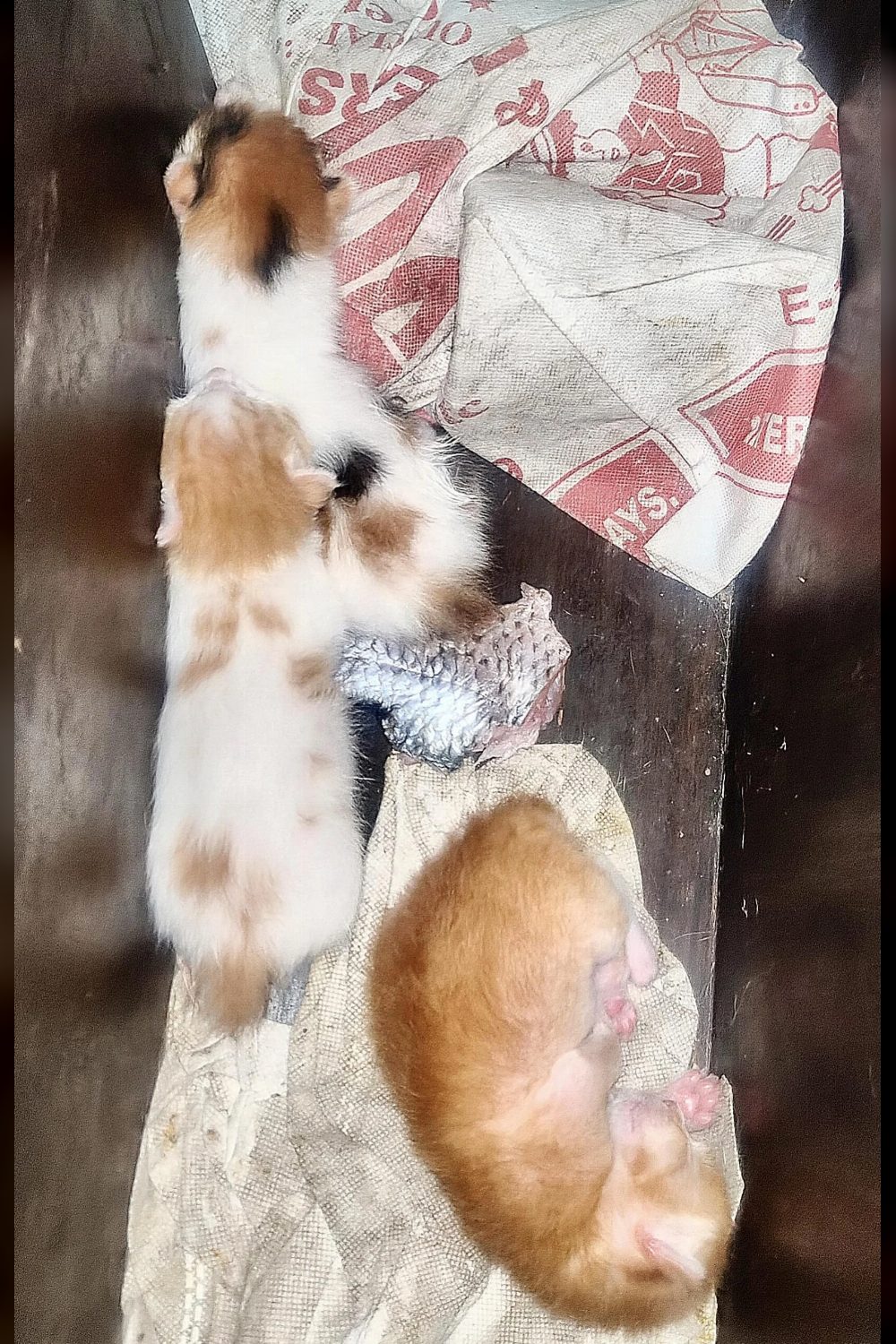 Kitten Adoption. Delhi NCR