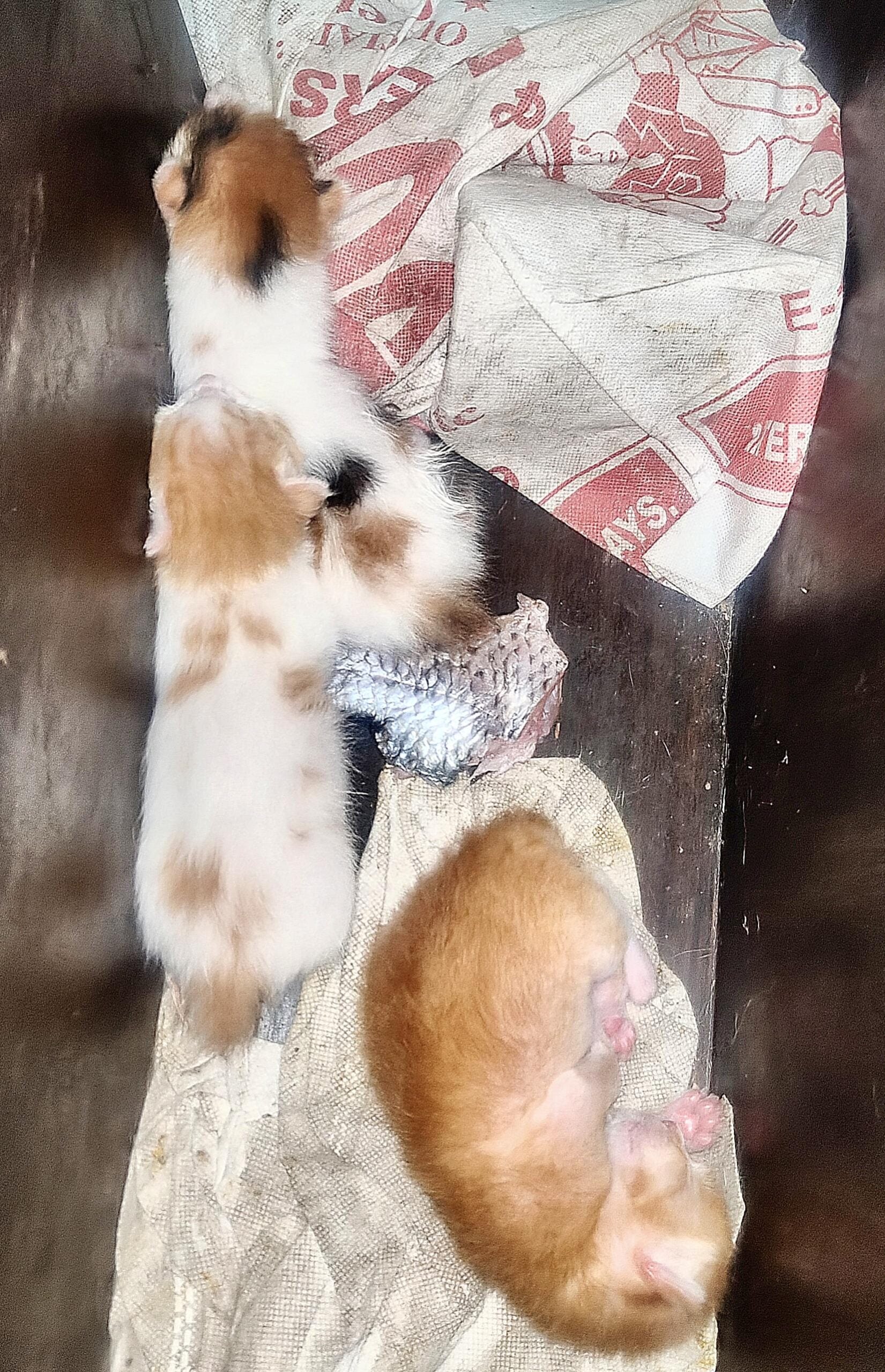 Kitten Adoption. Delhi NCR