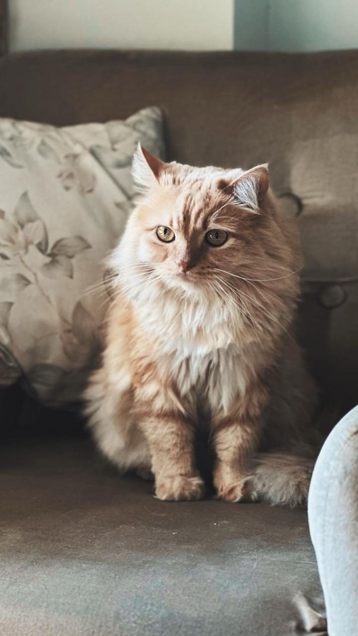 Adopt Shy Leo💕