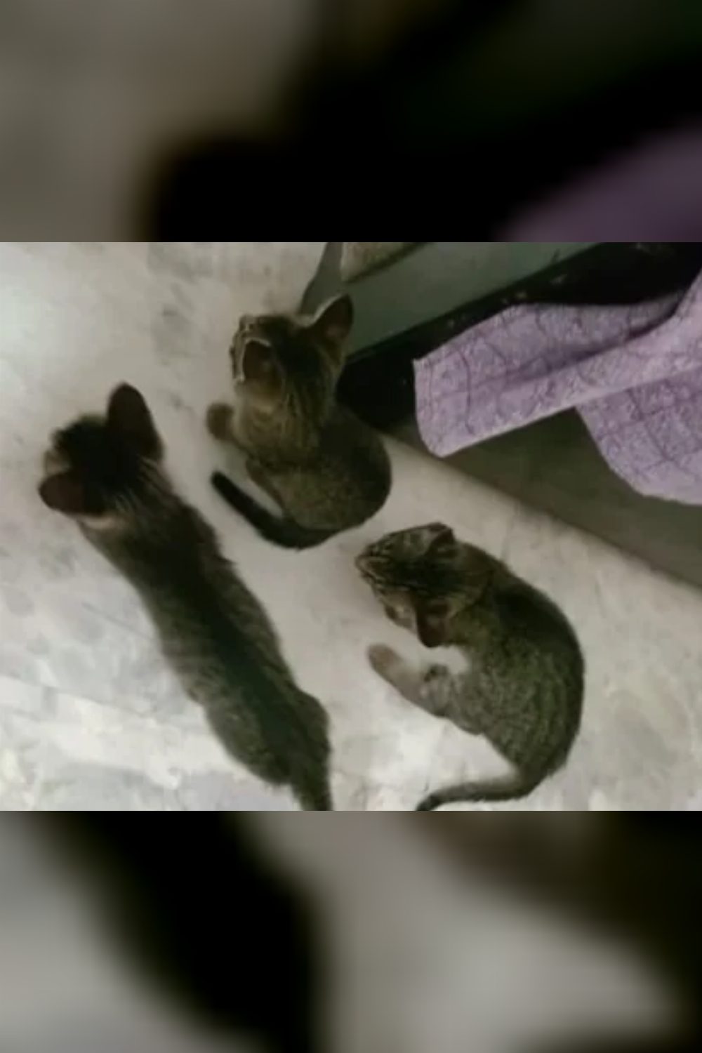 3 Kittens Left! Vaccinated & Ready for Forever Homes (Delhi NCR) — Southwest Delhi