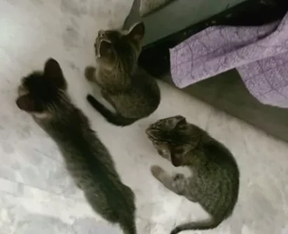 3 Kittens Left! Vaccinated & Ready for Forever Homes (Delhi NCR)