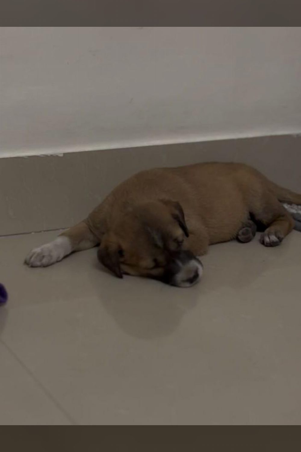 Foster/adoption request — Bengaluru