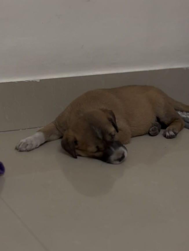 Foster/adoption request - Bangalore