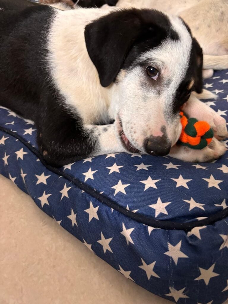 Please don’t ignore - Cosmo & Dotty are in need of a home