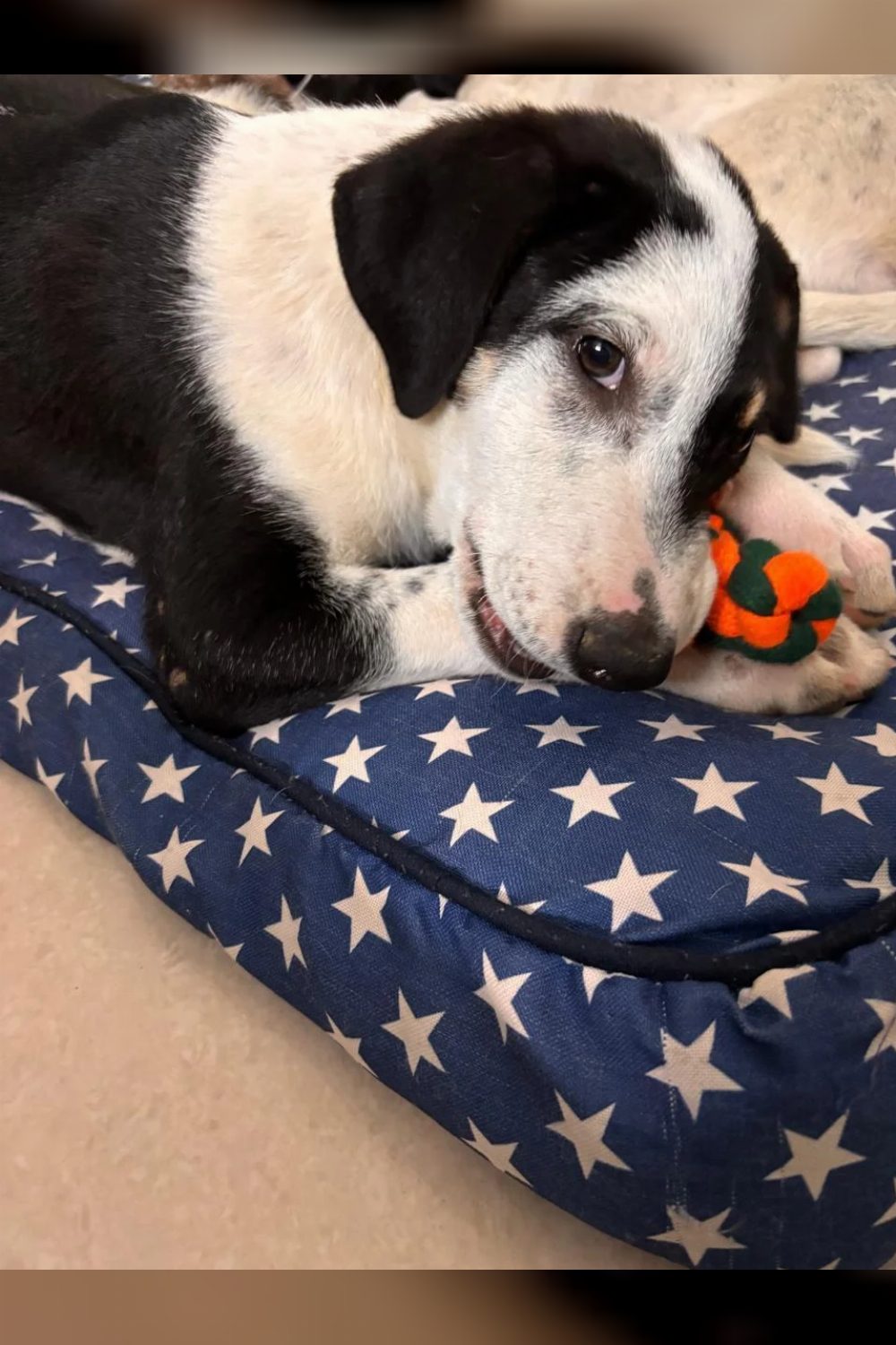 Please don’t ignore — Cosmo & Dotty are in need of a home — Delhi NCR